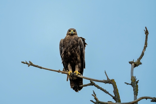 Steppe Eagle