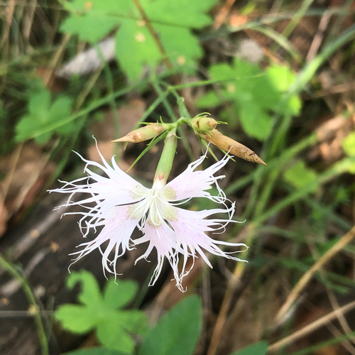 Dianthus hyssopifolius