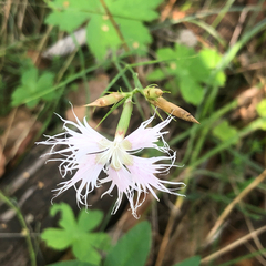 Dianthus hyssopifolius