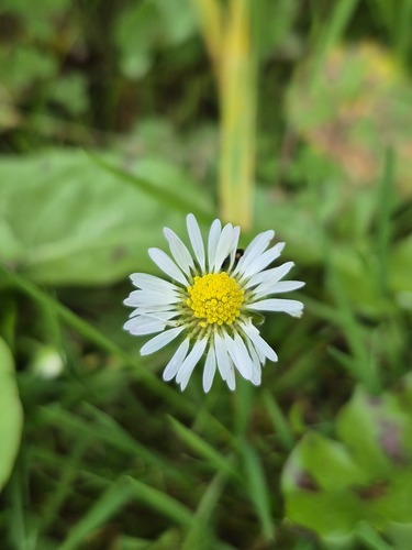 Lawn daisy