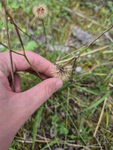 Autumn Hawkbit
