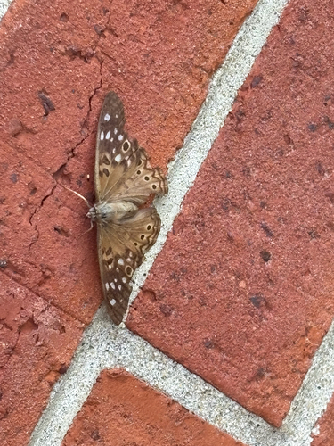 Hackberry Emperor