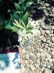 Amsonia jonesii