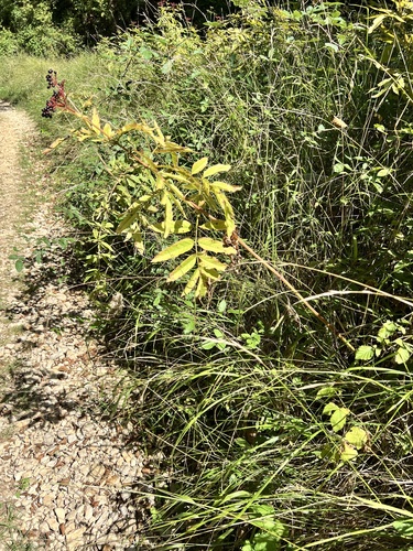 Sambucus ebulus, photograph 4