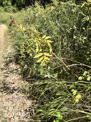 author not stated, no rights reserved Sambucus ebulus, photograph author not stated, no rights reserved