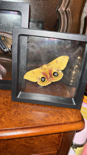 Io Moth