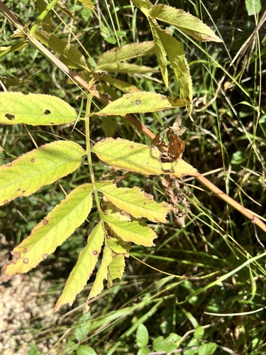 Sambucus ebulus, photograph 3