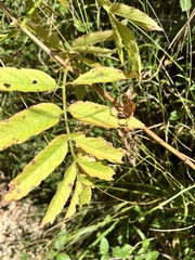 author not stated, no rights reserved Sambucus ebulus, photograph author not stated, no rights reserved