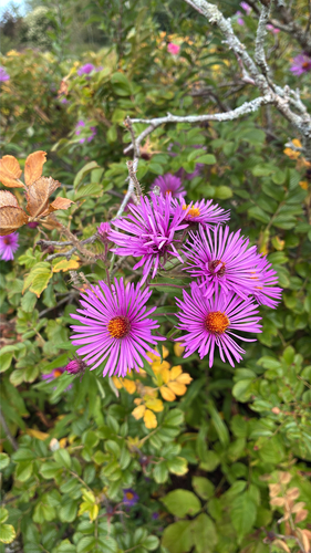 New England aster