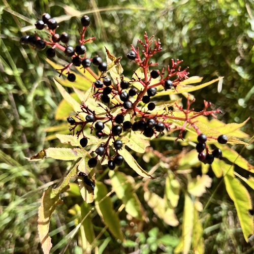 Sambucus ebulus, photograph 2