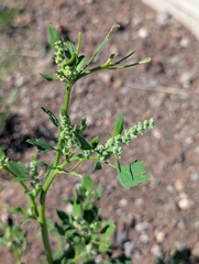 Chenopodium fremontii