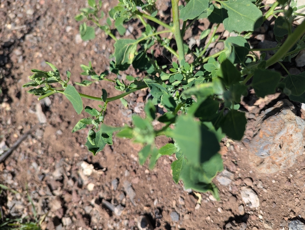 Chenopodium fremontii; photograph (c) Rachel Stringham, some rights reserved (CC BY)