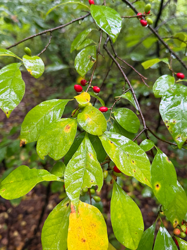 northern spicebush