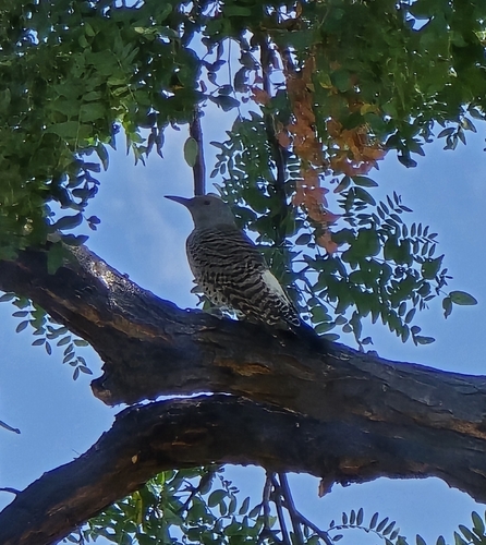 Northern Flicker