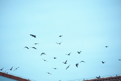 Eurasian Jackdaw