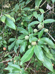 Cornus capitata