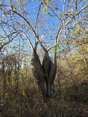 Ceiba glaziovii