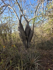 Ceiba glaziovii, photograph (c) Marcello Mastroianni Albuquerque Araújo, some rights reserved (CC BY)