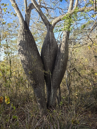 Ceiba glaziovii, photograph 3