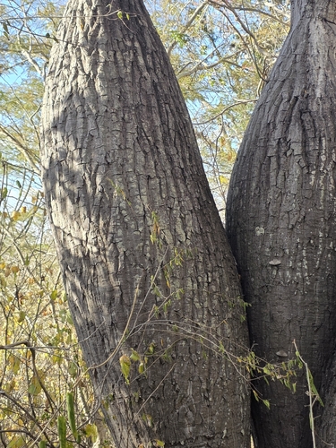 Ceiba glaziovii, photograph 4