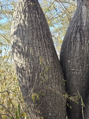 Ceiba glaziovii, photograph (c) Marcello Mastroianni Albuquerque Araújo, some rights reserved (CC BY)