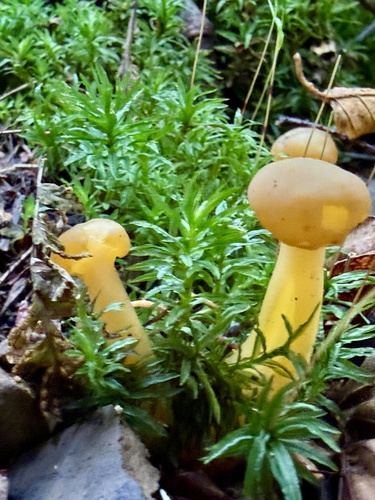 Ochre Jelly Club
