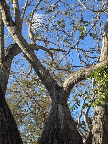 Ceiba glaziovii, photograph 5