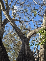 Ceiba glaziovii, photograph (c) Marcello Mastroianni Albuquerque Araújo, some rights reserved (CC BY)