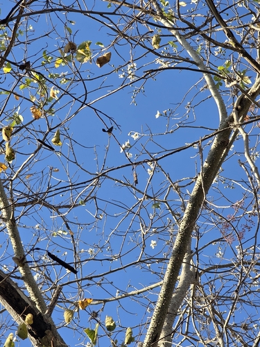 Ceiba glaziovii, photograph 6