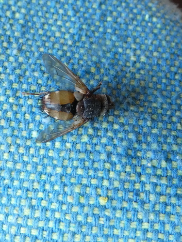 Common Tachinid