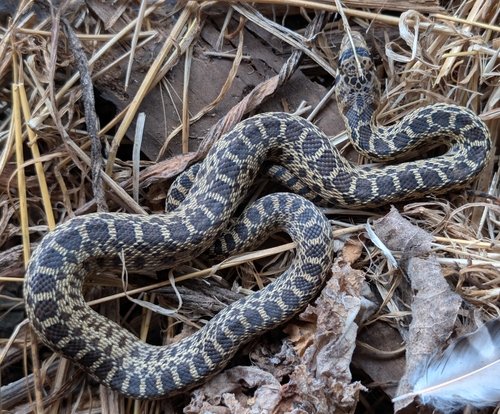 Pacific Gopher Snake
