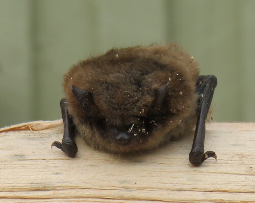Myotis lucifugus observed 2026-09-20