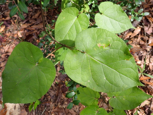 Gonolobus suberosus, photograph 4