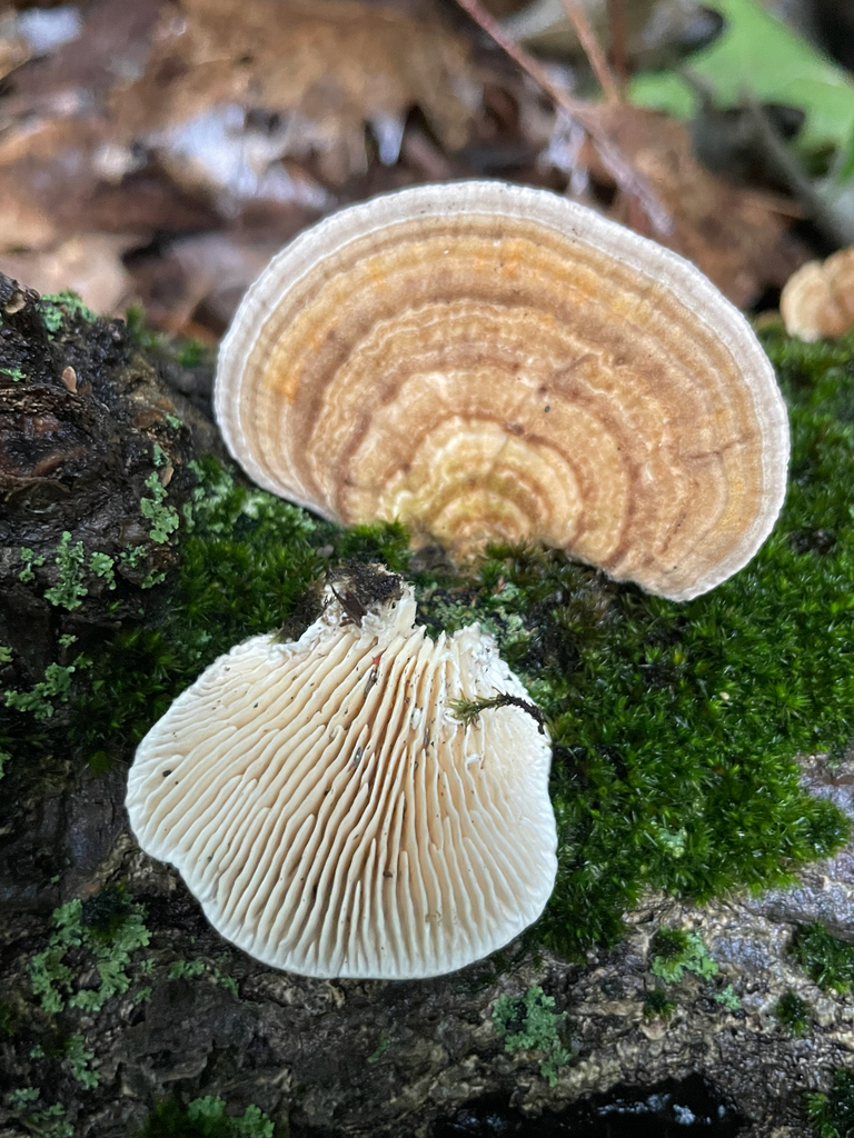 Gilled Polypore · September 2026 · photo: Photo: no rights reserved · iNaturalist