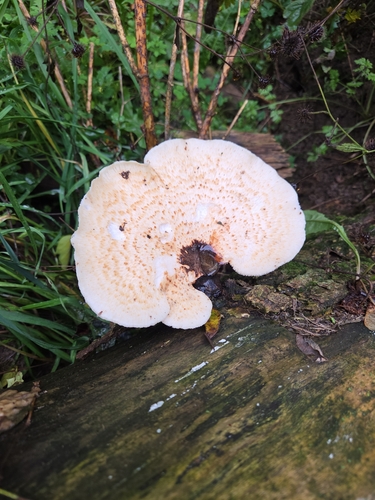 Dryad's Saddle
