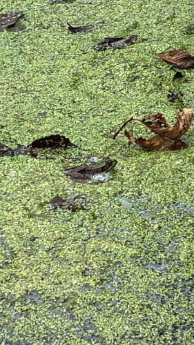 Green Frog