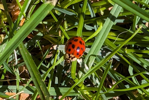 Asian Lady Beetle