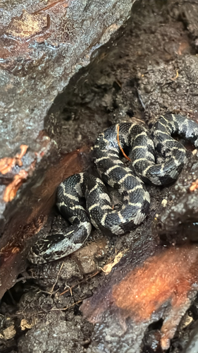 Common Watersnake