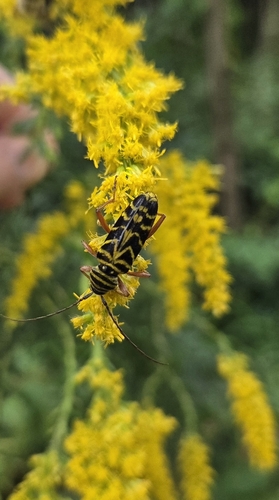 Locust Borer