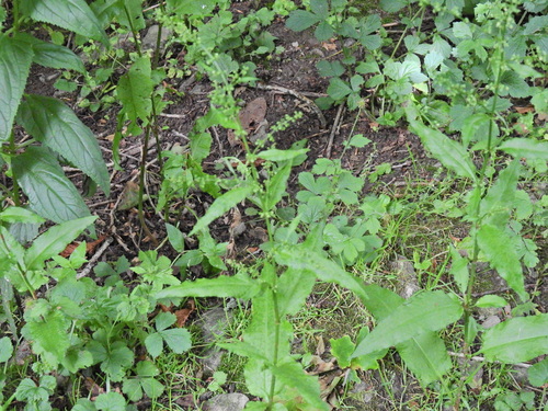 Rumex sanguineus