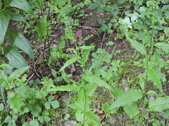 Rumex sanguineus