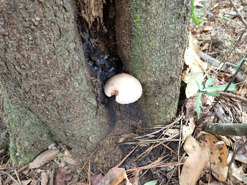 Silky Rosegill · September 2026 · photo: Photo: (c) David Wilkins, some rights reserved (CC BY) · iNaturalist