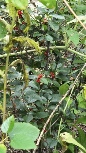 red-berried elder