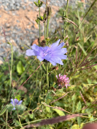 chicory