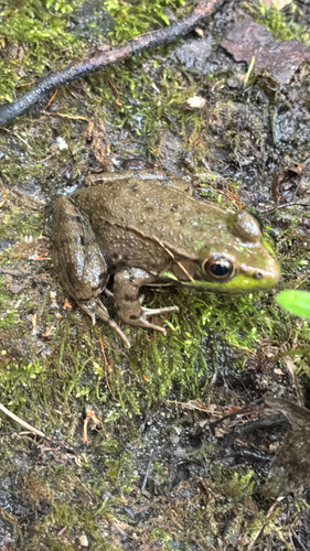 Green Frog