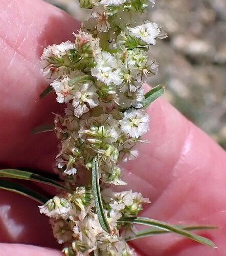 Fringed Amaranth