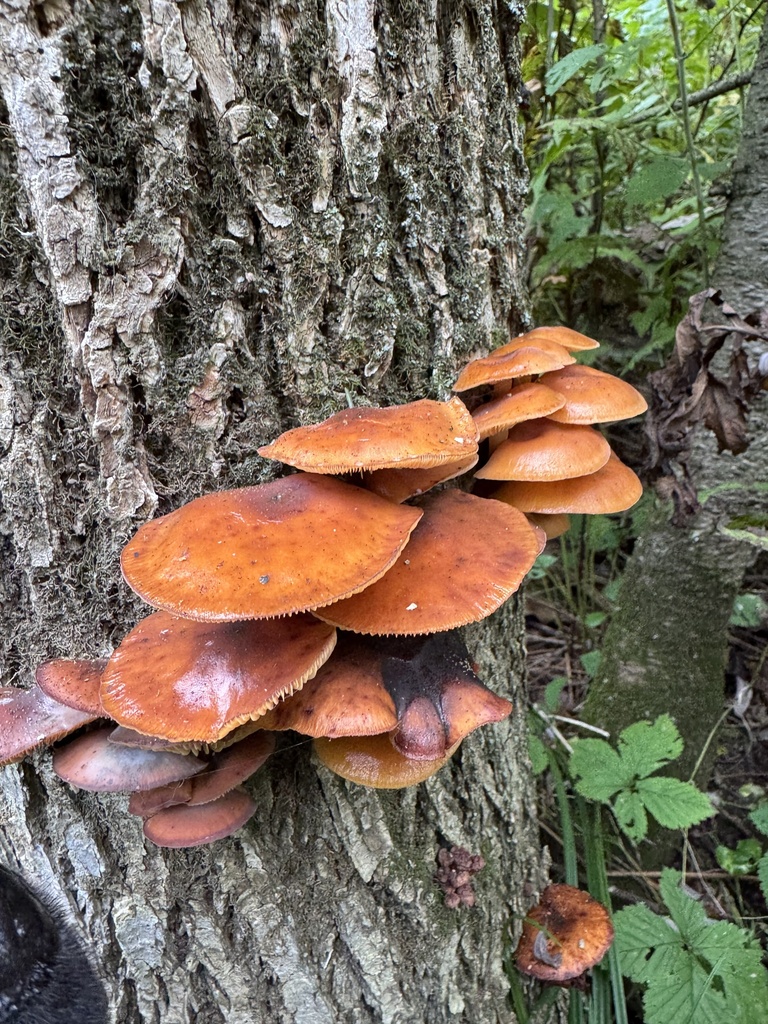 Velvet Foot · September 2026 · photo: Photo: no rights reserved · iNaturalist