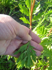 Artemisia vulgaris