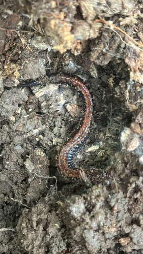 Eastern Red-backed Salamander