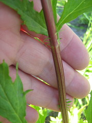 Artemisia vulgaris